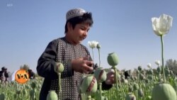  افغانستان میں پوست کی کاشت پر طالبان کی پابندی کی وجہ کیا ہے؟