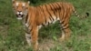Ấn Độ: Du khách giúp bảo tồn loài hổ