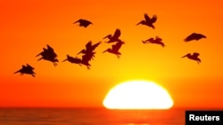 سورج غروب ہونے کے وقت کیلی فورنیا کے ساحل پر اڑنے والے پرندے۔ 