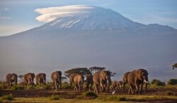 تنزانیہ کے پہاڑ کلیمن جارو کی وادی میں ہاتھیوں کا پڑاؤ۔ چوٹی پر برف نظر آ رہی ہے جس کا زیادہ تر حصہ پگھل چکا ہے۔