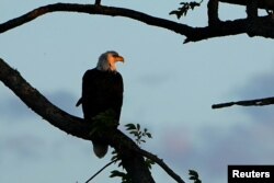 امریکہ کا مشہور گنجا عقاب اپنے شکار کی تلاش میں۔